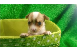 Ivan - puppy for sale