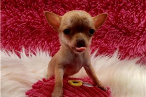 Naomi - Chihuahua for sale
