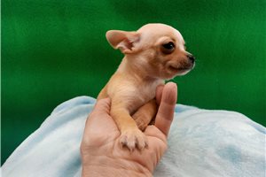 Patrick - Chihuahua for sale