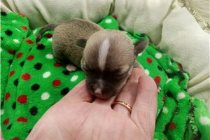 Lolly - Chihuahua for sale