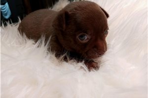 Watson - Chihuahua for sale