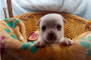 Auster - Chihuahua for sale