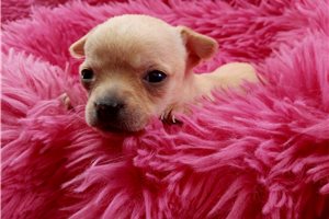 Plum - Chihuahua for sale