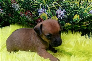 Brielle - Chiweenie for sale
