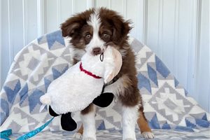 Drew - Miniature American Shepherd for sale