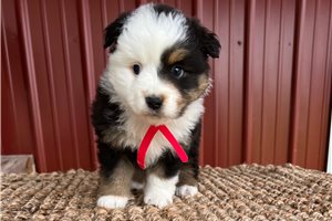 Coral - puppy for sale