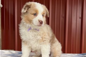 Clara - puppy for sale