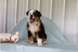 Coral - puppy for sale