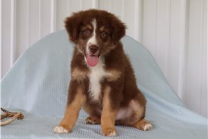Conrad - puppy for sale