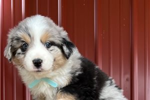 Chaz - puppy for sale