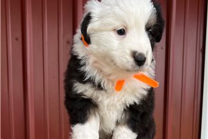 Celia - puppy for sale