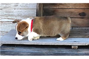 Nicolas - Pembroke Welsh Corgi for sale