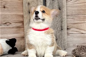 Marilyn - Corgi, Pembroke Welsh for sale