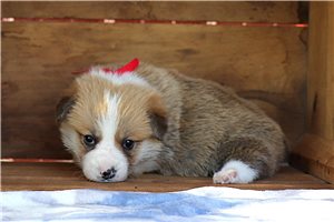 Marilyn - Corgi, Pembroke Welsh for sale
