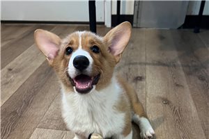 Marigold - Corgi, Pembroke Welsh for sale