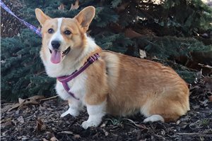 Carter - Corgi, Pembroke Welsh for sale