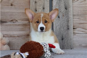 Marigold - Corgi, Pembroke Welsh for sale