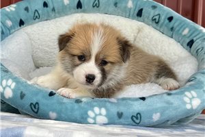 Natalie - Pembroke Welsh Corgi for sale