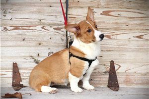 Marigold - Pembroke Welsh Corgi for sale