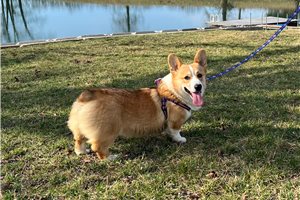 Carter - Corgi, Pembroke Welsh for sale