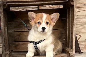 Norman - Pembroke Welsh Corgi for sale