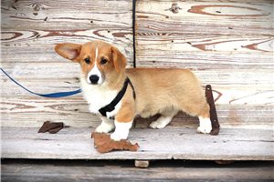 Marco - Pembroke Welsh Corgi for sale