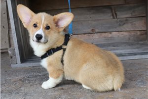Marco - Pembroke Welsh Corgi for sale