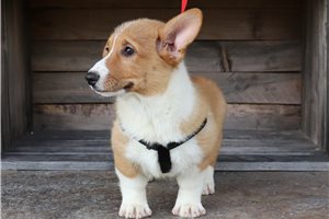 Marigold - Pembroke Welsh Corgi for sale
