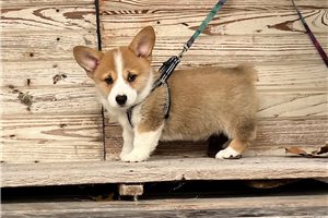 Nicolas - Pembroke Welsh Corgi for sale