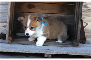 Norman - Pembroke Welsh Corgi for sale