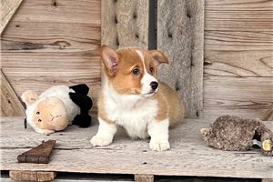 Marigold - Corgi, Pembroke Welsh for sale