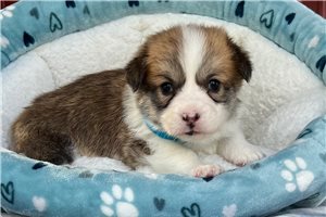 Norman - puppy for sale