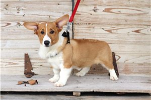 Marigold - Pembroke Welsh Corgi for sale