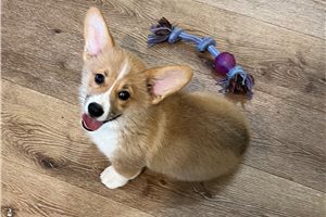 Marco - Corgi, Pembroke Welsh for sale