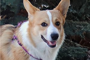 Carter - Corgi, Pembroke Welsh for sale