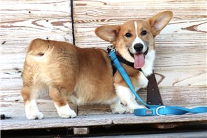 Marco - Pembroke Welsh Corgi for sale