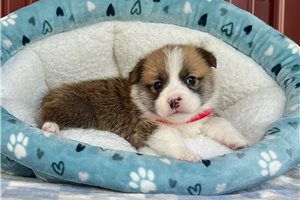 Nicolas - puppy for sale