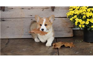 Cooper - puppy for sale