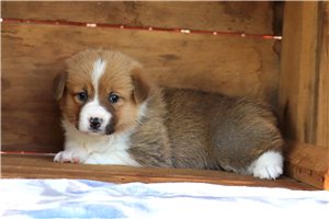 Marigold - puppy for sale