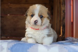 Marilyn - puppy for sale