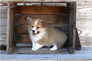 Natalie - Pembroke Welsh Corgi for sale