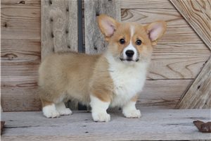 Marco - Corgi, Pembroke Welsh for sale