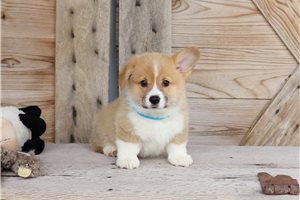 Marco - Corgi, Pembroke Welsh for sale