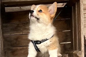Natalie - Pembroke Welsh Corgi for sale