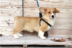 Marco - Pembroke Welsh Corgi for sale