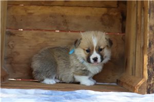 Marco - Corgi, Pembroke Welsh for sale
