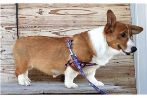 Marigold - Pembroke Welsh Corgi for sale