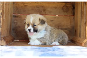 Marco - puppy for sale