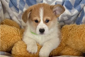 Caleb - puppy for sale