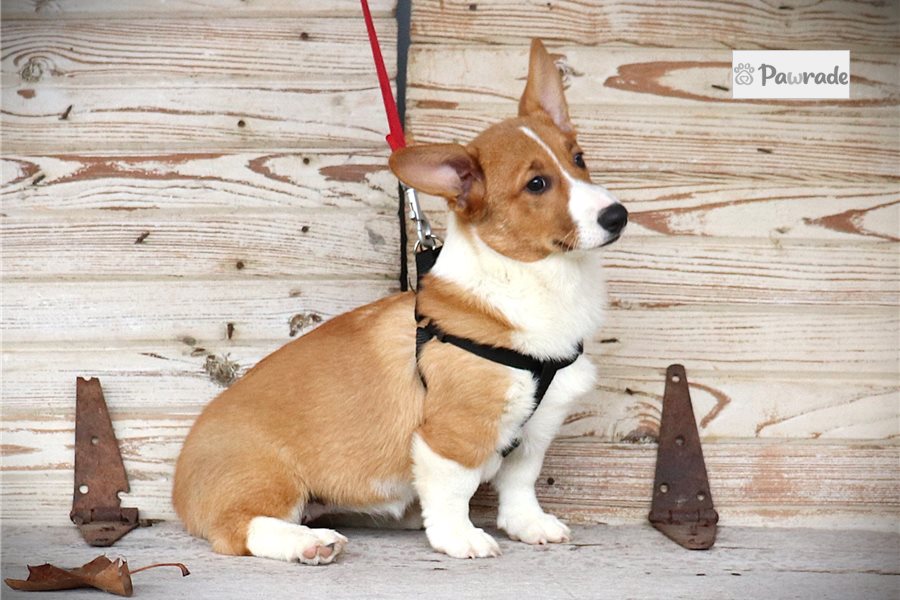 Marigold - Pembroke Welsh Corgi for sale